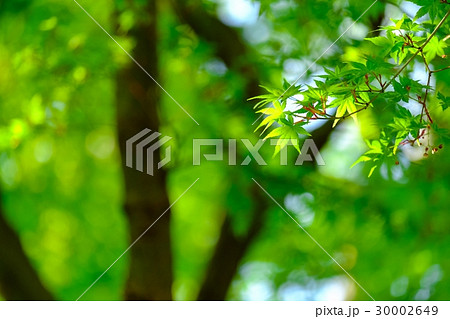 新緑の候 30002649