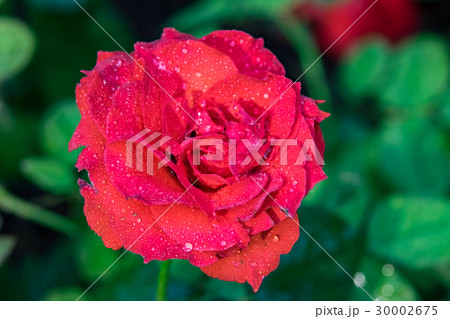 Red rose with water drops in park 30002675
