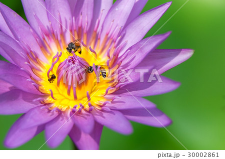 Close-up flower. A beautiful purple waterlily Close-up flower. A beautiful purple waterlily 30002861