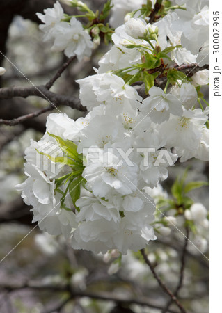 満開の千原桜 30002996