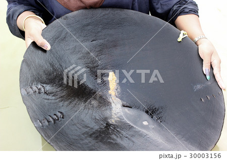 worker panning for natural placer gold 30003156