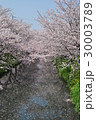 さくら 30003789