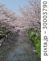 さくら 30003790