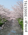 さくら 30003791