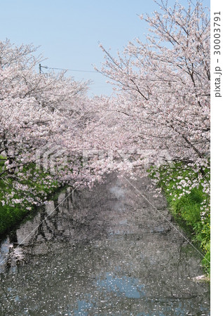 さくら 30003791