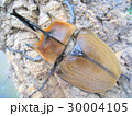ポリオンゾウカブト 30004105
