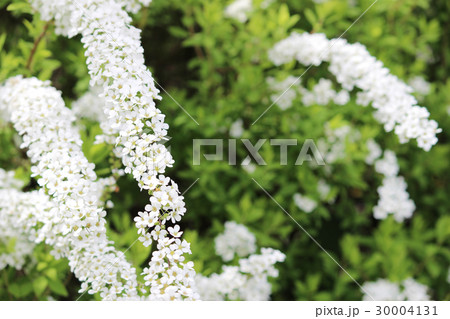 ユキヤナギ 30004131