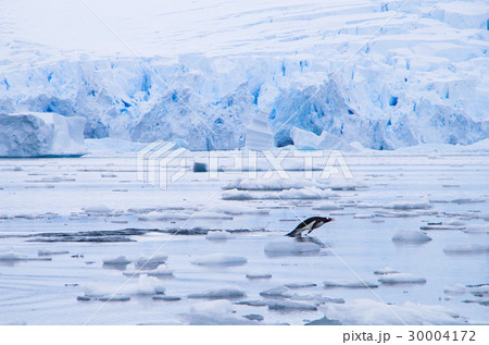 ペンギン 30004172