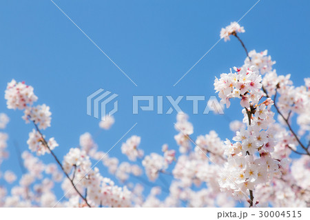桜 30004515