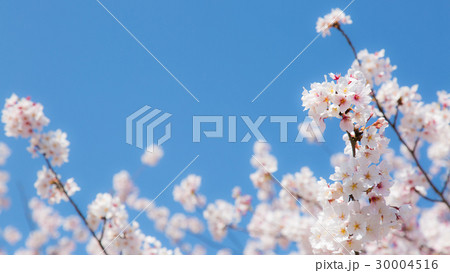 桜 30004516