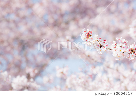 桜 桜 30004517