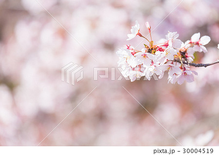 桜 桜 30004519
