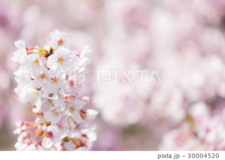 桜 桜 30004520
