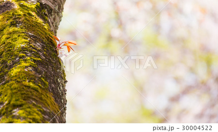 桜 桜 30004522