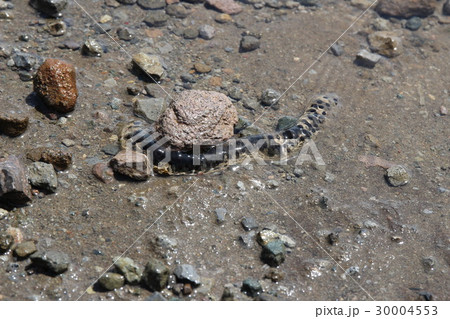 赤城山 小沼のヤマアカガエルの卵の写真素材