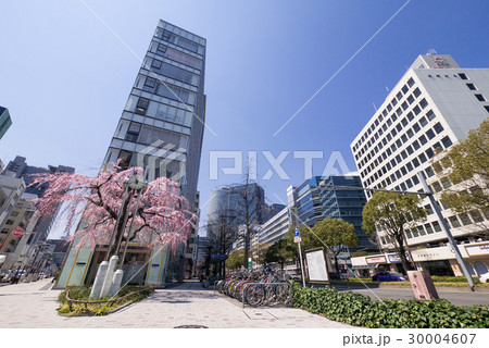 名古屋中村区 泥江町交差点の枝垂れ桜 名古屋中村区 泥江町交差点の枝垂れ桜 30004607