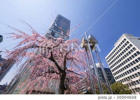 名古屋中村区　泥江町交差点の枝垂れ桜 30004608