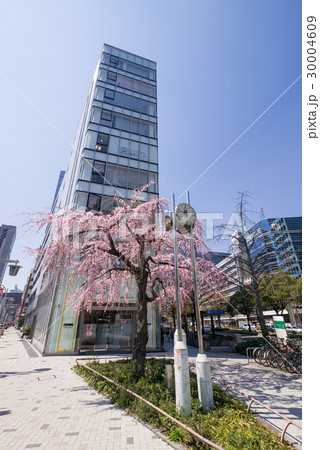 名古屋中村区 泥江町交差点の枝垂れ桜 名古屋中村区 泥江町交差点の枝垂れ桜 30004609