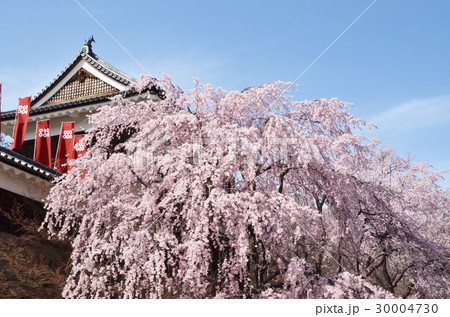 上田城の桜 上田城の桜 30004730