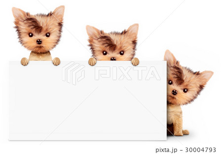 Funny dog holding empty banner, isolated on white 30004793