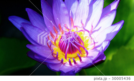 Blooming lotus flower. Blooming lotus flower. 30005436