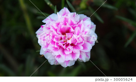Pink moss-rose flower 30005624