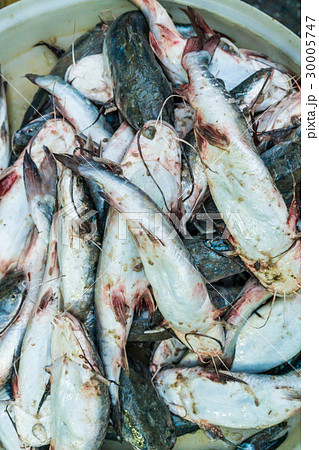 Seafood product market in local fishery village Seafood product market in local fishery village 30005747