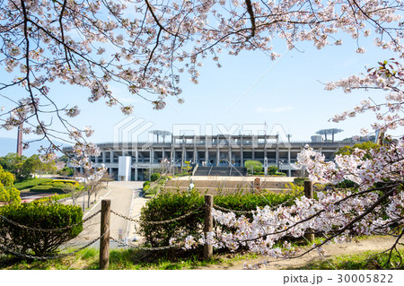 諸岡山山頂の桜 30005822