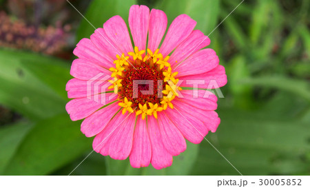 Pink Zinnia flower. 30005852