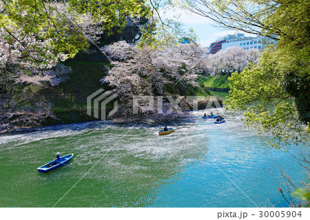 千鳥ヶ淵の満開の桜にレジャーボートの花見客 30005904