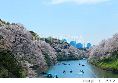 千鳥ヶ淵の満開の桜にレジャーボートの花見客 千鳥ヶ淵の満開の桜にレジャーボートの花見客 30005912