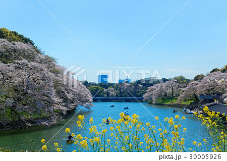 千鳥ヶ淵の満開の桜にレジャーボートの花見客 千鳥ヶ淵の満開の桜にレジャーボートの花見客 30005926