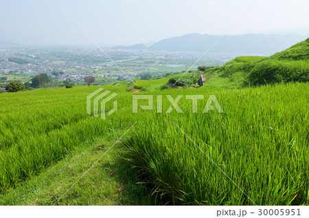 姨捨の棚田 30005951