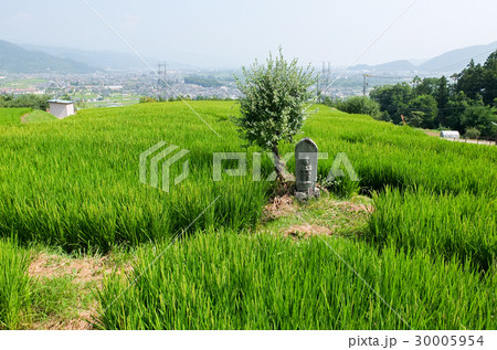 姨捨の棚田 30005954