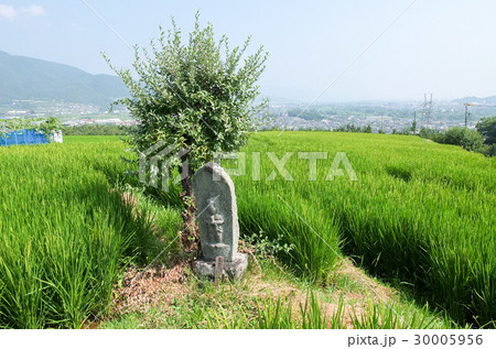 姨捨の棚田 姨捨の棚田 30005956