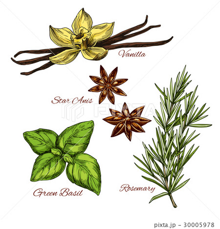 Sketch icons of vecor spices and herbal flavorings Sketch icons of vecor spices and herbal flavorings 30005978