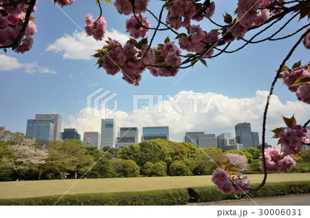 大手町と丸の内の高層ビル街を背にし桜が咲く皇居の本丸御殿跡 大手町と丸の内の高層ビル街を背にし桜が咲く皇居の本丸御殿跡 30006031