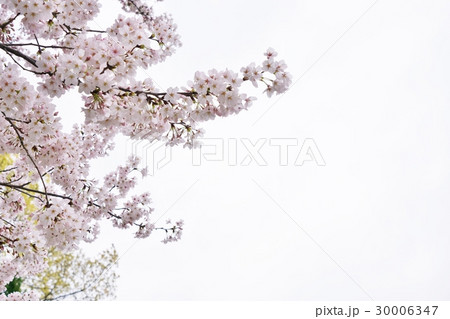 日本の桜、（サクラ、さくら）、ソメイヨシノ 30006347