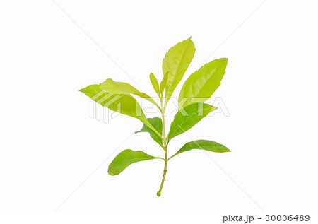 Duranta, Golden dewdrop, Pigeon berry isolated 30006489