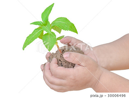Green tree in human hands 30006496