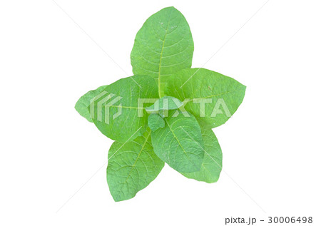 Tobacco on white background,agricultural industry 30006498