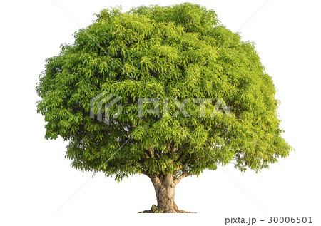 Isolated mango tree on white background 30006501
