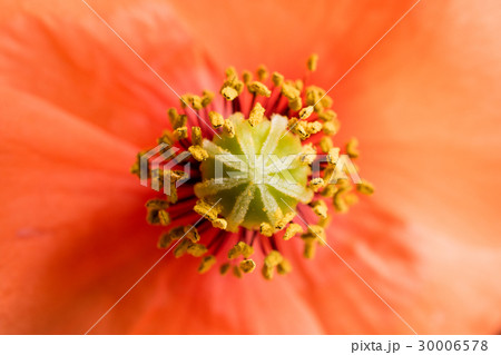 ヒナゲシ 30006578