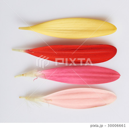 Four colorful flower leafs 30006661