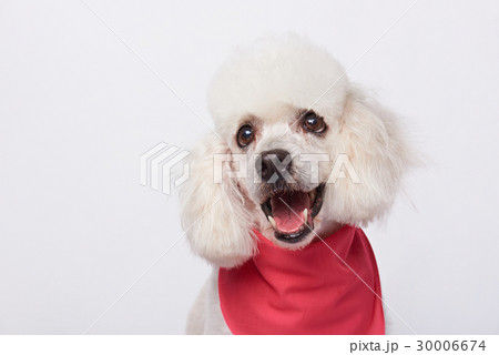 Headshot of white cute groomed poodle 30006674