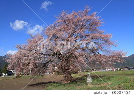長野県大町市 須沼の一本桜 長野県大町市 須沼の一本桜 30007454