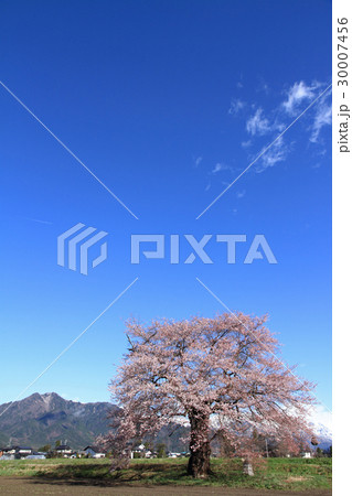 長野県大町市　須沼の一本桜 30007456