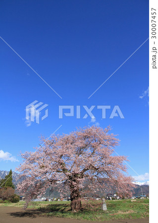 長野県大町市　須沼の一本桜 30007457