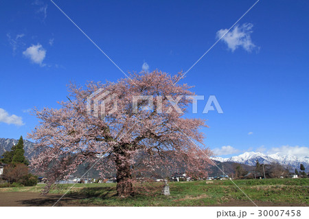 長野県大町市 須沼の一本桜 長野県大町市 須沼の一本桜 30007458