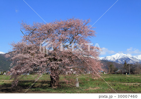 長野県大町市 須沼の一本桜 長野県大町市 須沼の一本桜 30007460